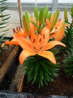 [5030 OrangeMatrix No01.JPG]